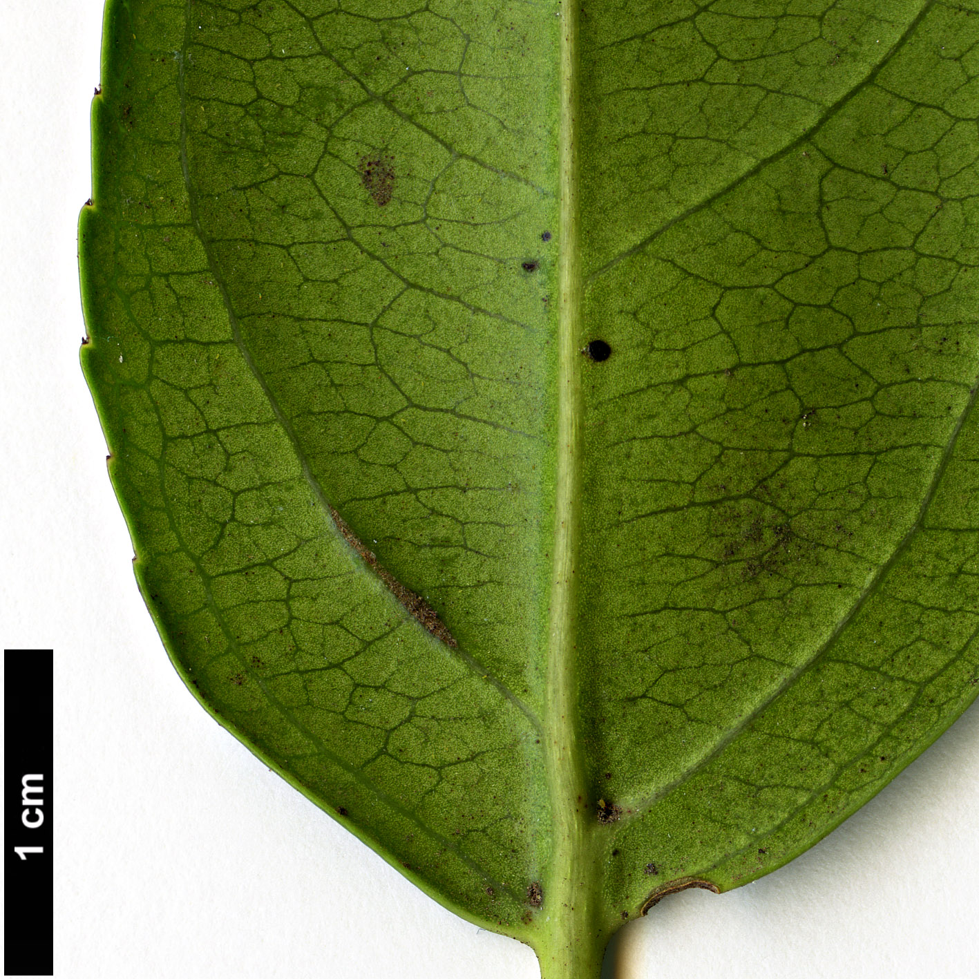 High resolution image: Family: Rhamnaceae - Genus: Rhamnus - Taxon: glandulosa